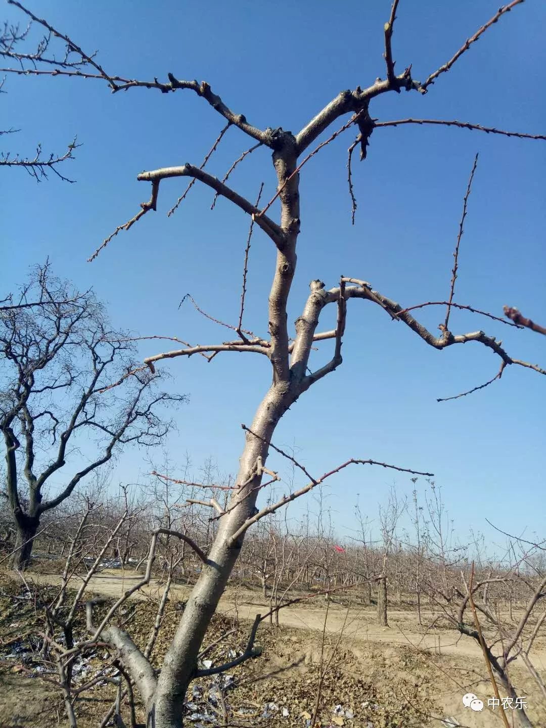 桃树冬剪留大棒子结果枝要不得