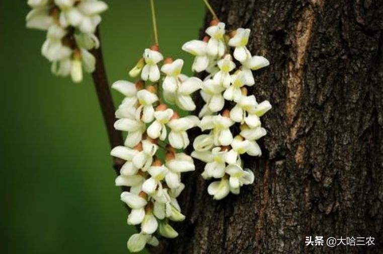 槐花怎么种植才好,槐花种植方法与技术