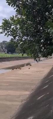 新加坡打架最惨烈的一次,新加坡出租车司机种族冲突