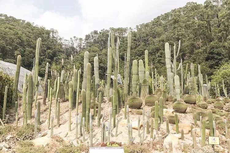深圳吃喝玩乐一整天,深圳吃喝玩乐一天攻略