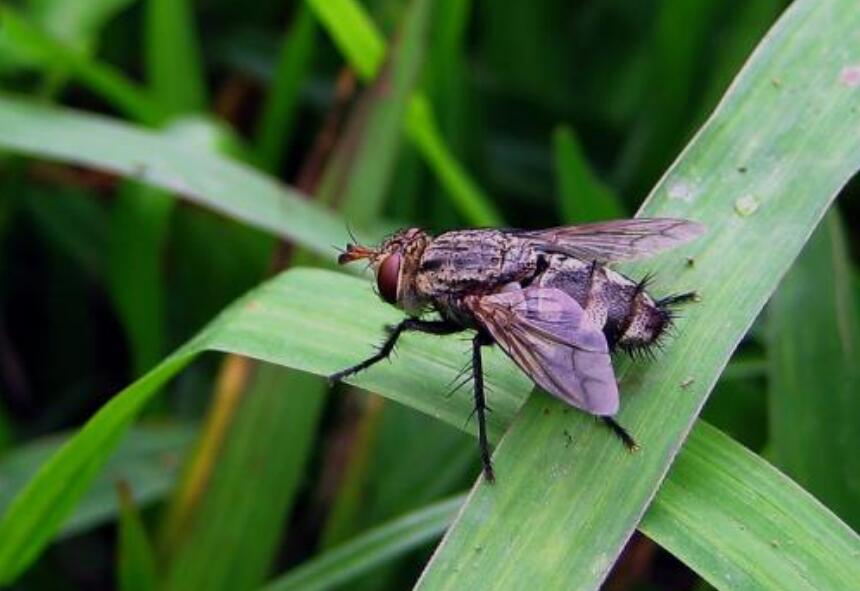 夏天来了蚊子多如何消灭,夏天苍蝇蚊子太多怎么办
