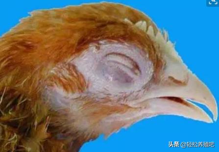 「养殖分享」鸡眼睛肿，流眼泪，原因知多少