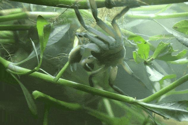 阳澄湖大闸蟹的特色怎么介绍,阳澄湖大闸蟹养成记