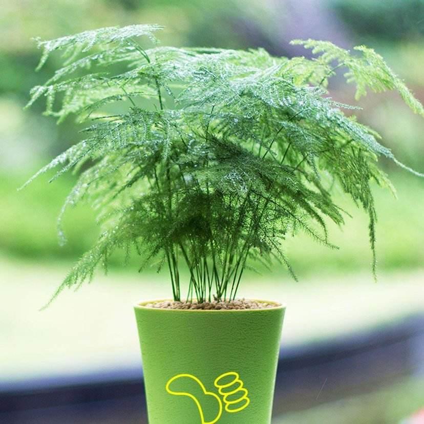 家养文竹枝叶干枯？多注意这些问题，使其枝叶翠绿