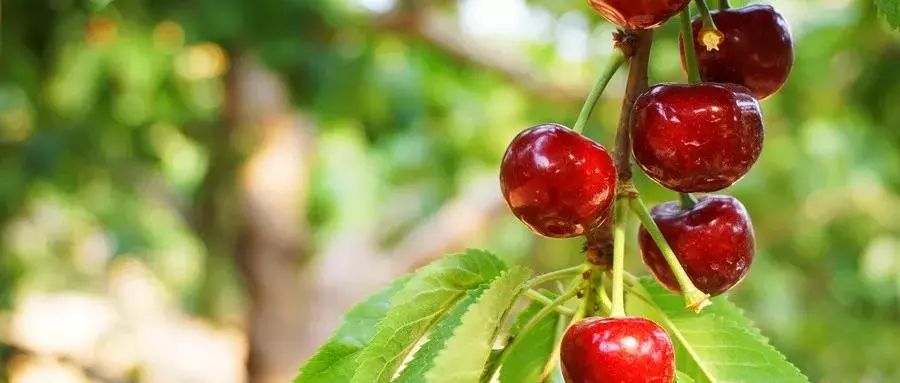 说走就走的樱桃采摘之旅,樱桃采摘园一日游攻略