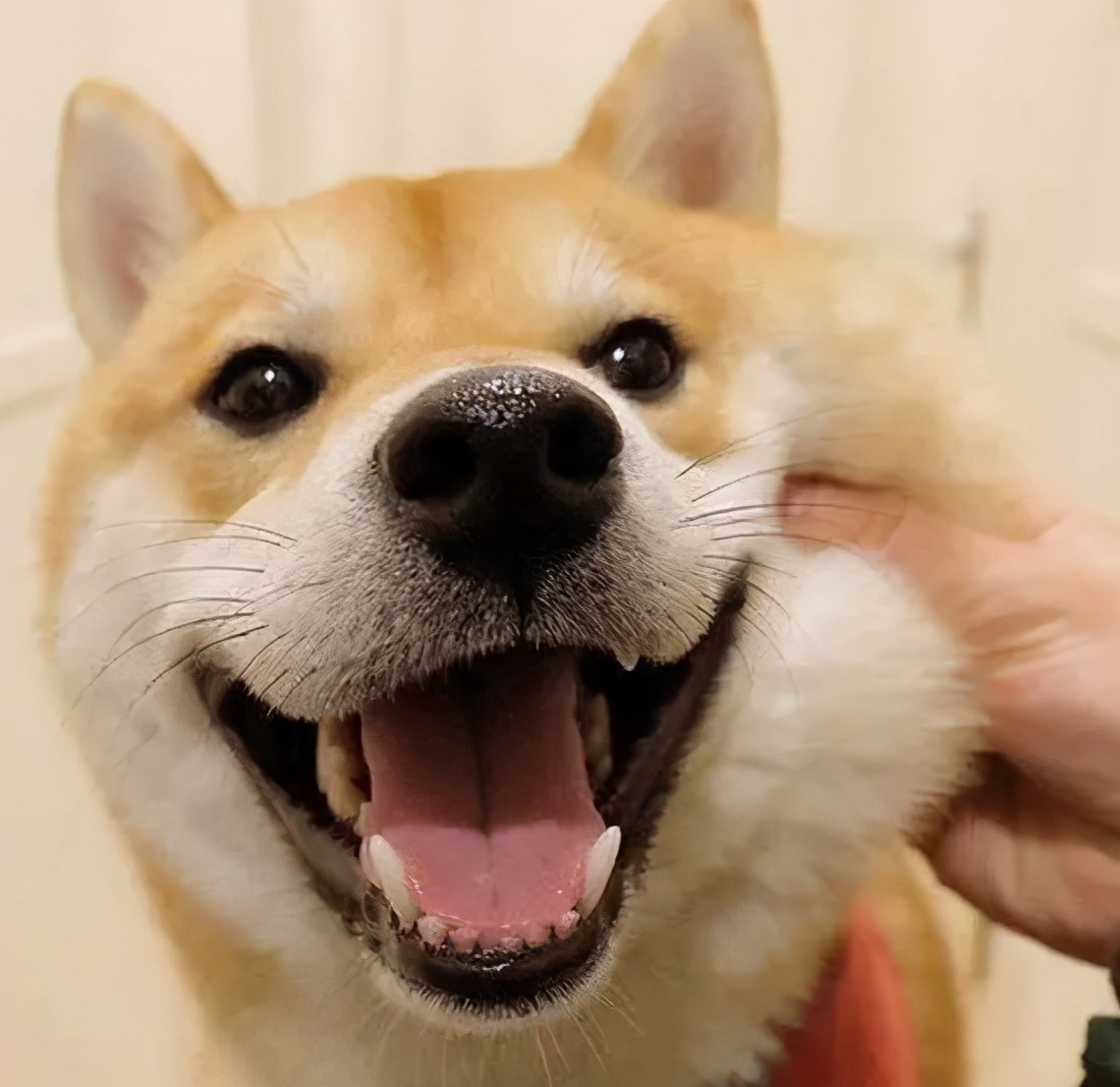 正规犬舍会提供血统证书吗,为什么要选择正规犬舍