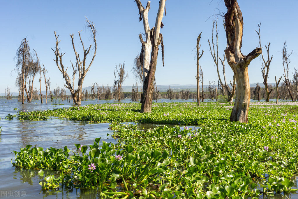 当年我国引进“大肚鱼”用来灭蚊,后来不小心泛滥,如今怎样了?