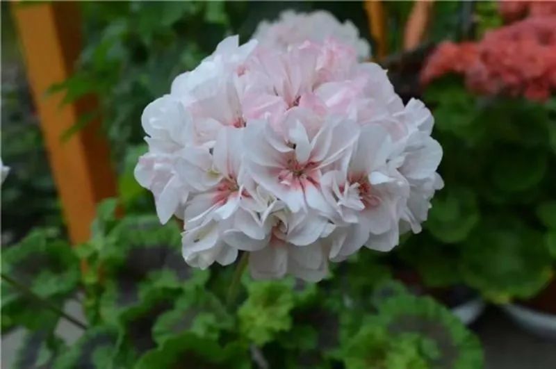 这种花别乱浇水水越多越不开花,这种花不怕冷好养易活