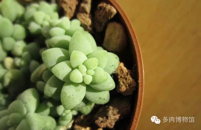 天使之泪多肉老桩,天使之泪多肉状态图