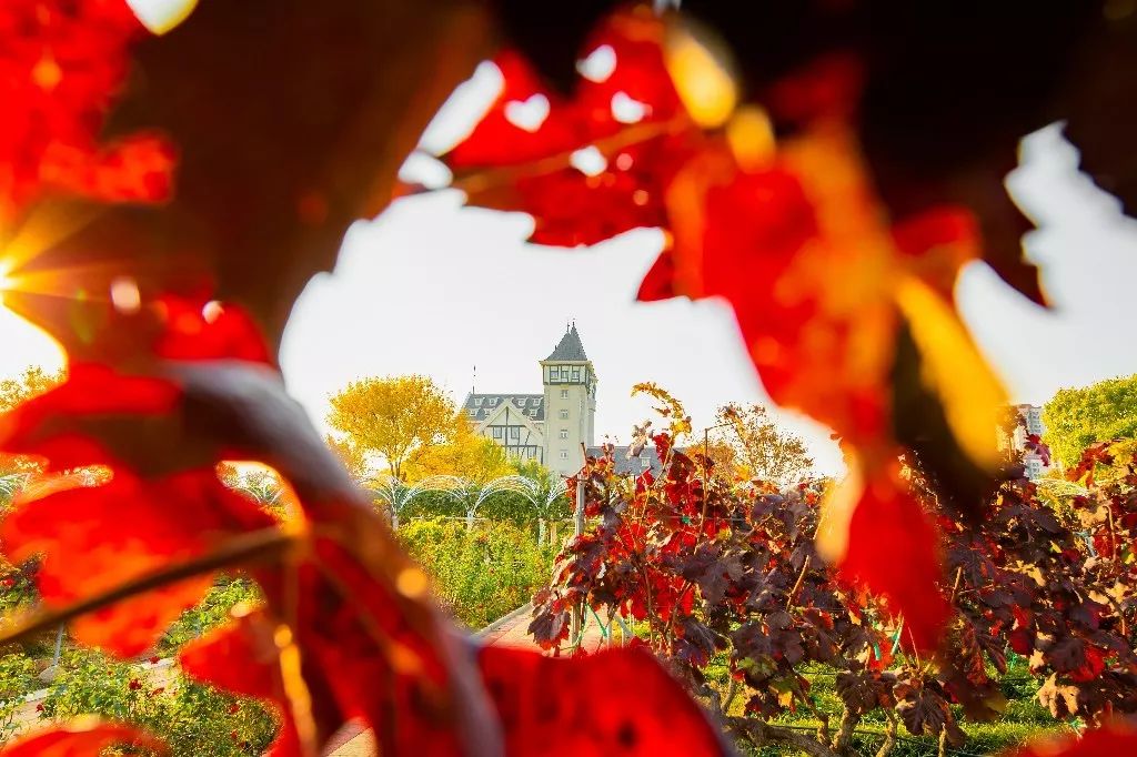 一路遐思入初冬，美好如约而至——张裕卡斯特酒庄