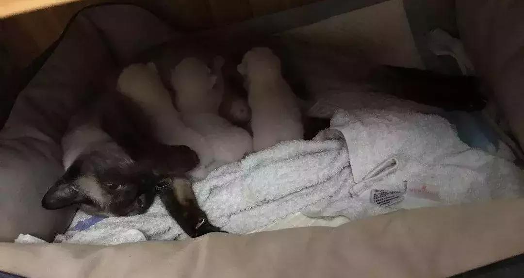 猫咪的产后养护及问题处理,猫咪生产后排恶露大概排几天