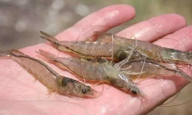 对虾转肝不成功如何补救,对虾拖便最佳处理方案