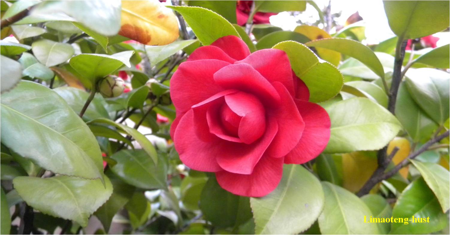 话说油茶树,山茶花油茶和茶梅的区别图片