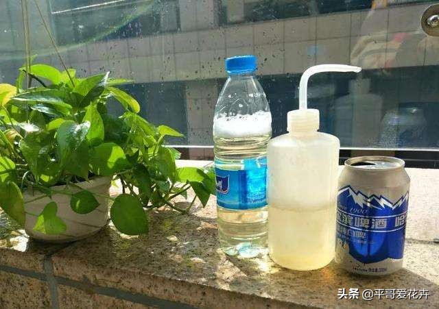 绿萝和绿萝养一起成活率是不是高,成活率高达90%的绿萝扦插方法