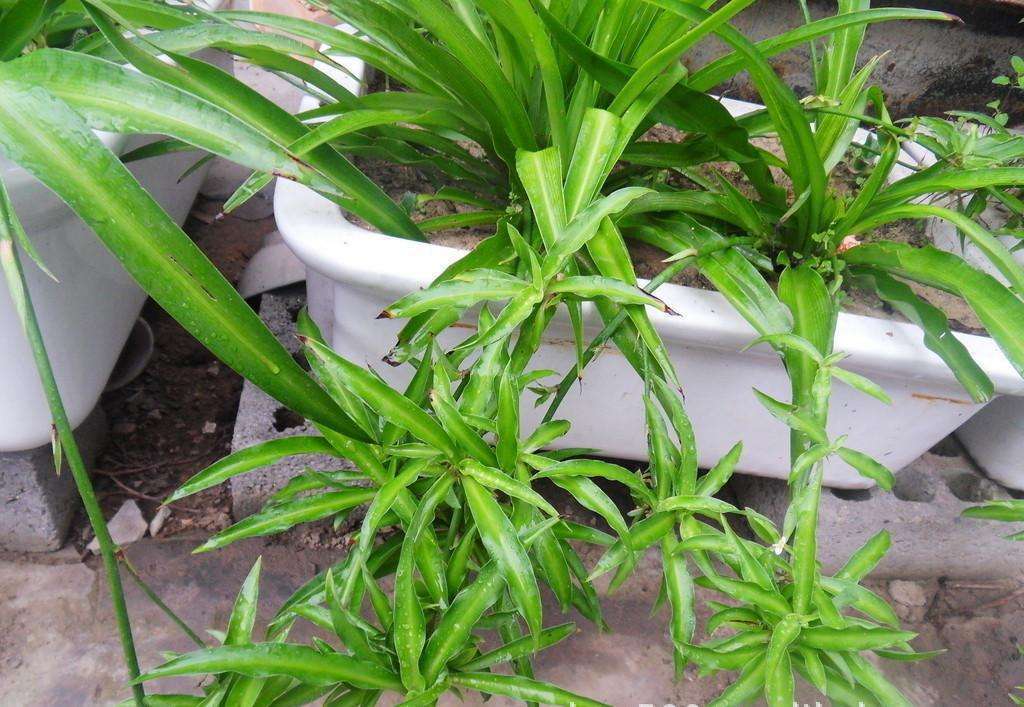 吊兰家养方法,吊兰怎么养才能长得快又茂盛