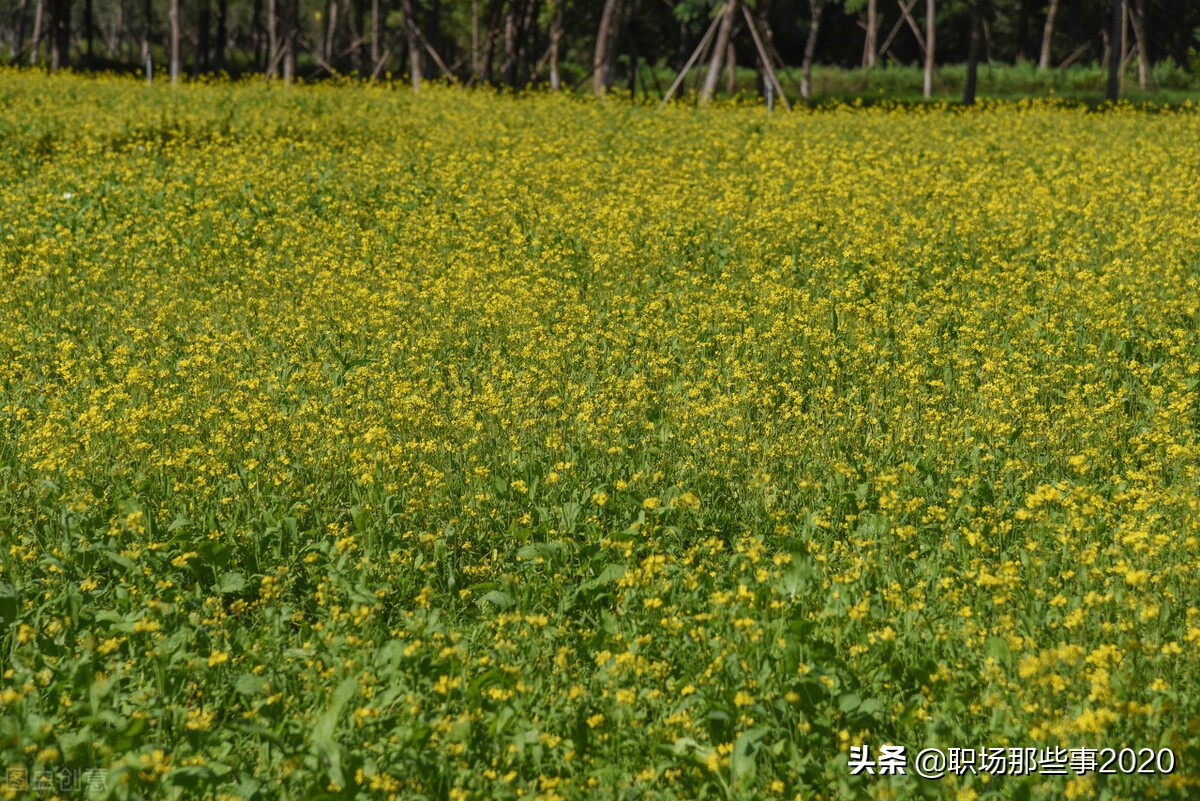坐落在河北保定市的河北农业大学有哪些好专业呢？您了解吗？