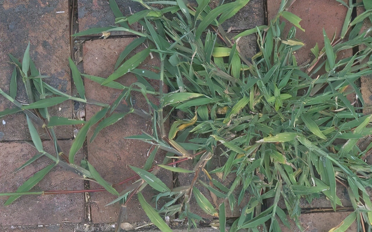 农村野菜鸡爪子蕨类植物,农村野生植物鸡爪