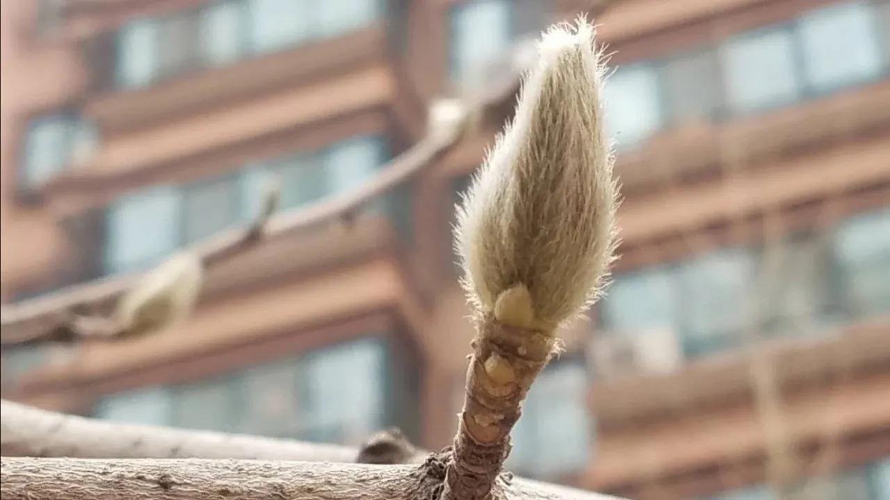 冬之树木，像不像十月怀胎的母亲～冬日随想