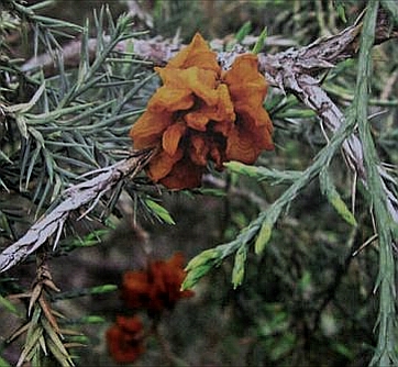 看图识病100例,看图识病图片及答案