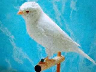 金丝雀鸟品种大全,金丝雀鸟图片及鸣叫