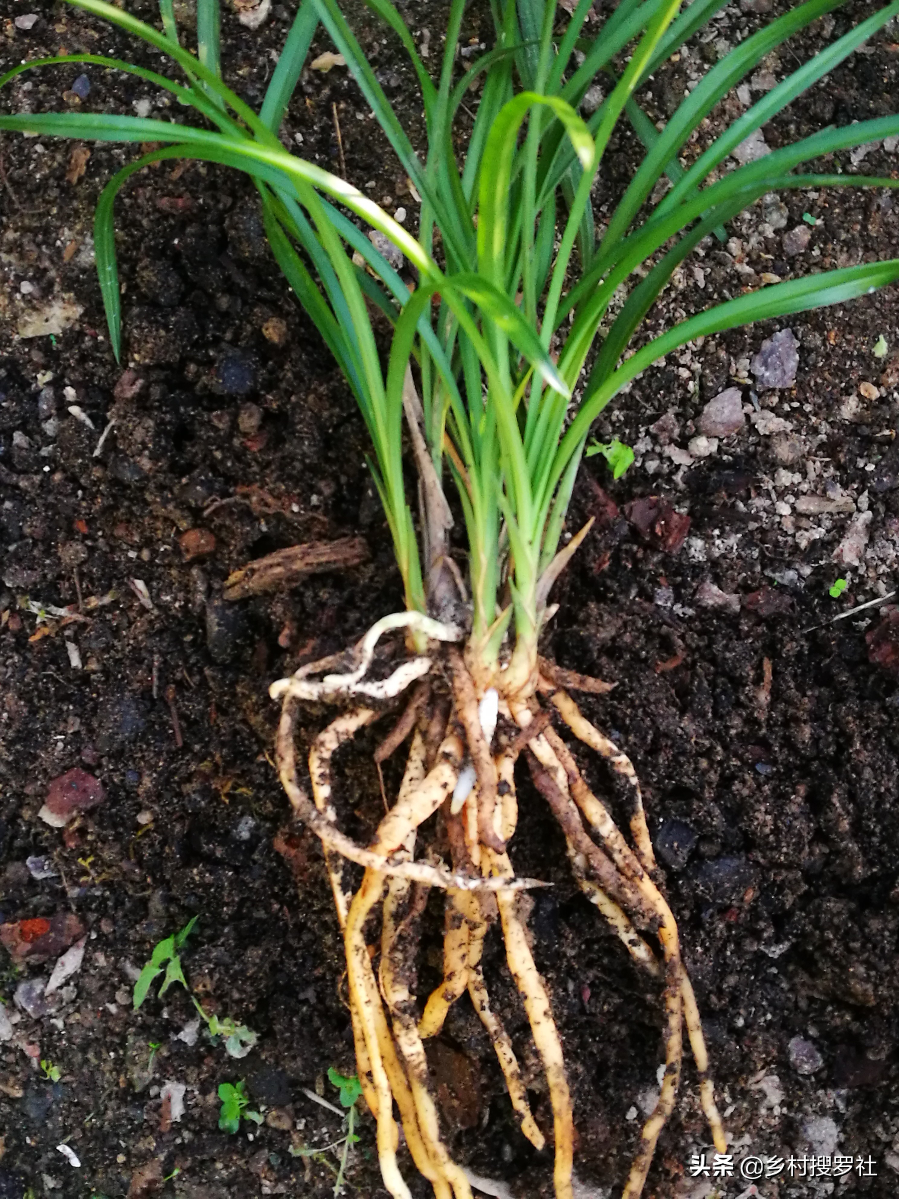 养兰花浇水避开这3点根壮花香,兰花耐旱能力强少浇水就能养得好