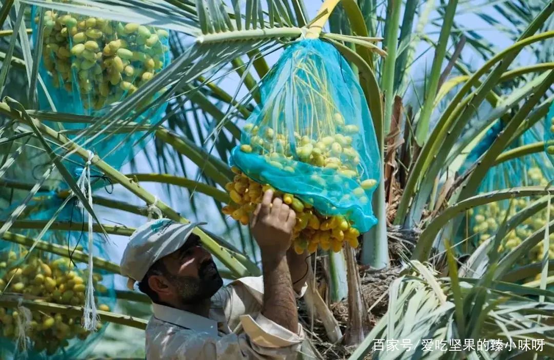 “沙漠黄金”椰枣在阿联酋地区,阿联酋迪拜大椰枣