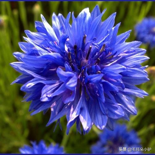 雾柳暗时云度月，露荷翻处水流萤。这个国家居然两个国花