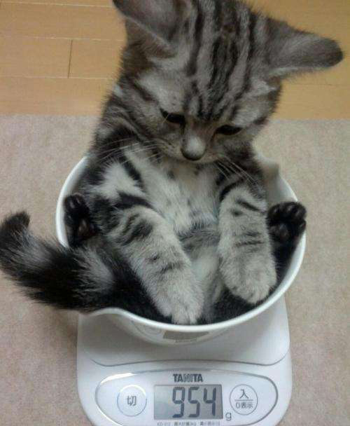 猫生化检查共几项,新猫进家注意事项