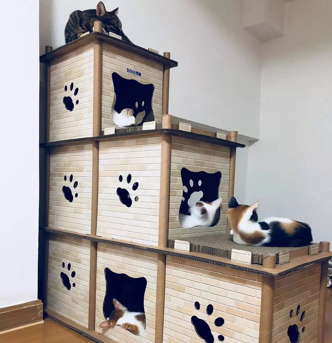 春节回家猫咪咋办,过年回老家猫咪怎么办