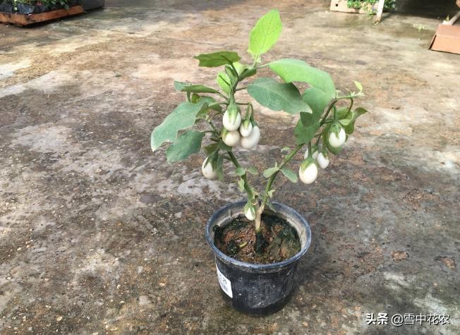 吃剩的百香果种下去能发芽吗,百香果挖出来后怎么做好吃