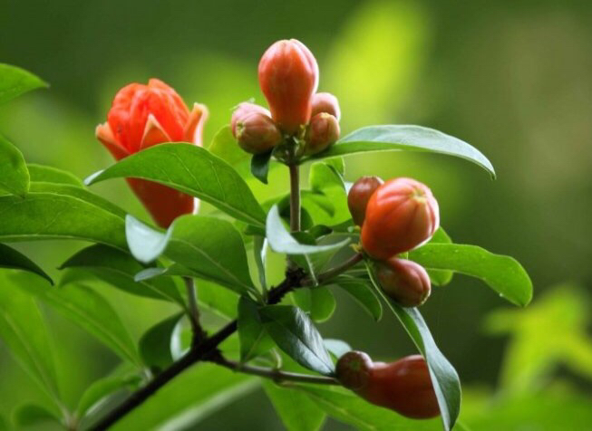 石榴盆栽的养殖方法和注意事项,室内适合养什么品种的石榴盆栽