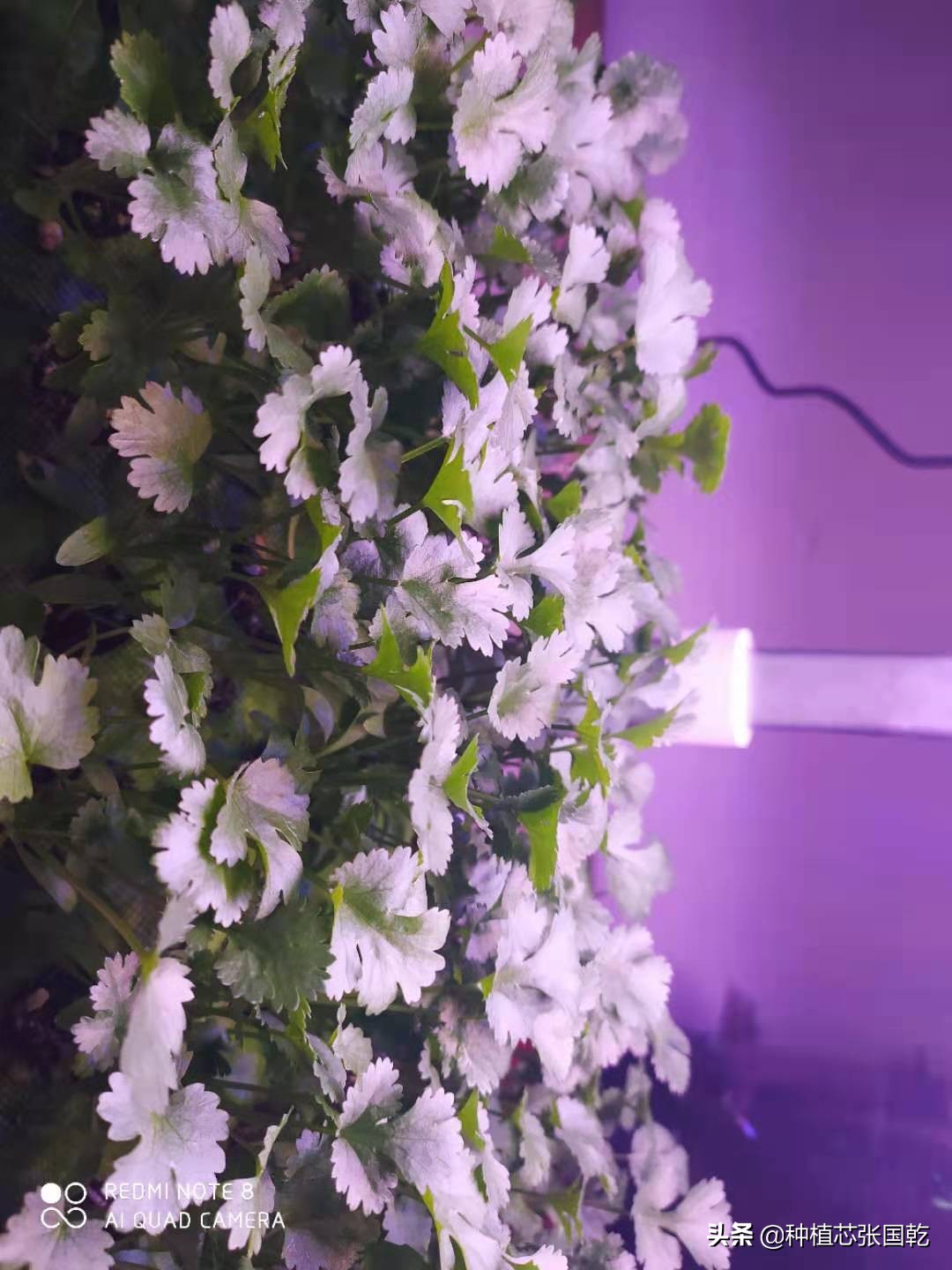 种植机怎么样,种植机种植蔬菜