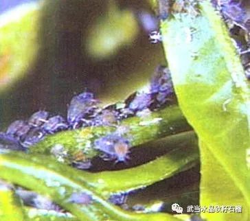 石榴生虫的视频,石榴生虫用什么方法好