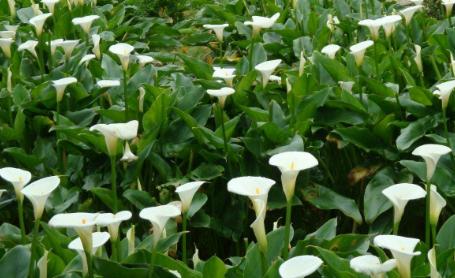 马蹄莲的养殖方法和注意事项盆栽,马蹄莲的养殖方法怎么养