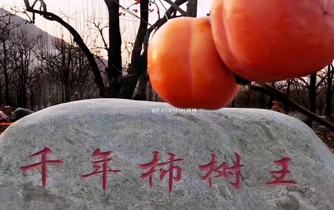 河北百柿酒39度多少钱一瓶,白柿酒