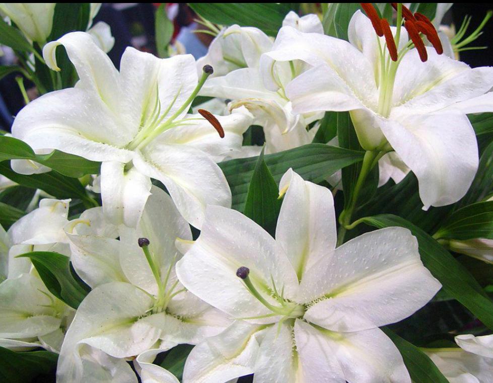 带花苞的百合花冬季怎么养,冬天百合花怎么养才能快速开花