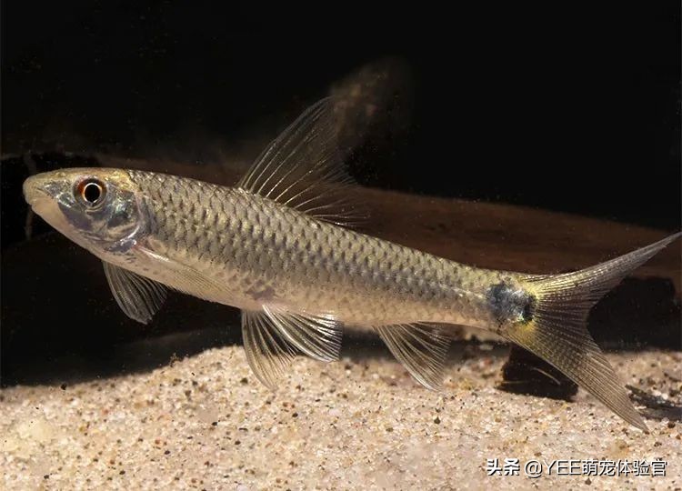 怎么去除黑毛藻和绿藻,除黑毛藻最好的办法