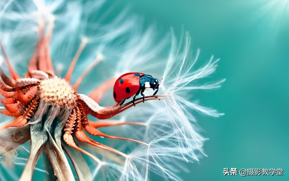 微距镜头如何拍出好的微距照片,微距摄影拍摄技巧有哪些