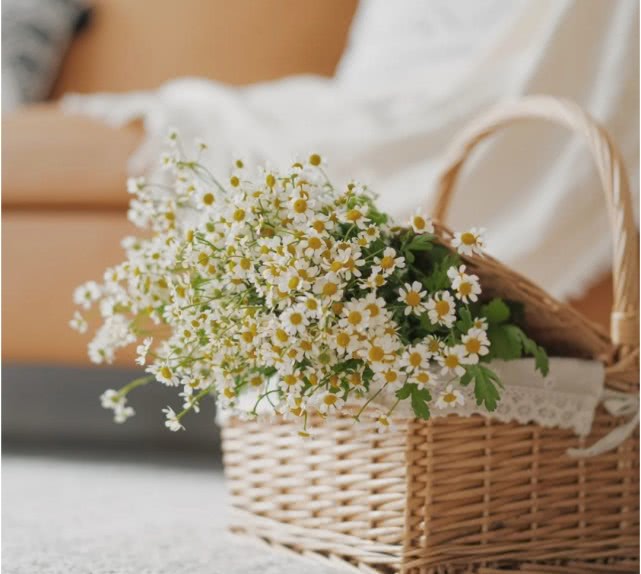 洋甘菊花怎么养护,洋甘菊的醒花及养护