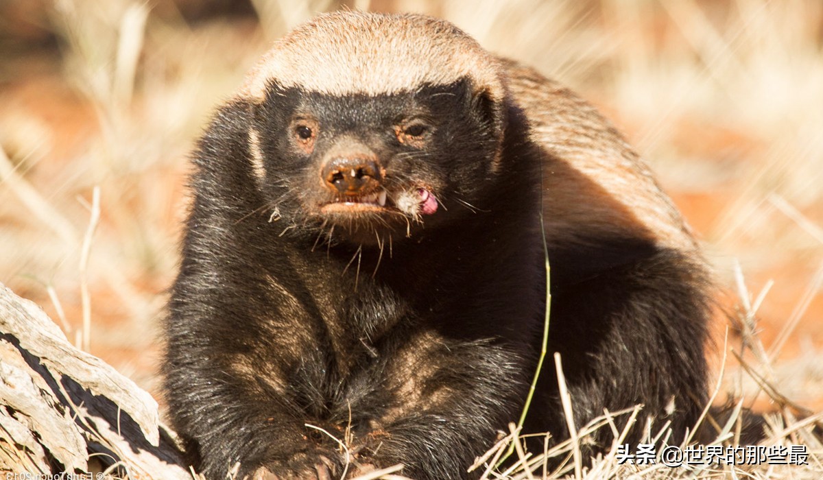 狮子为什么不咬死蜜獾,比狮子还要厉害的蜜獾