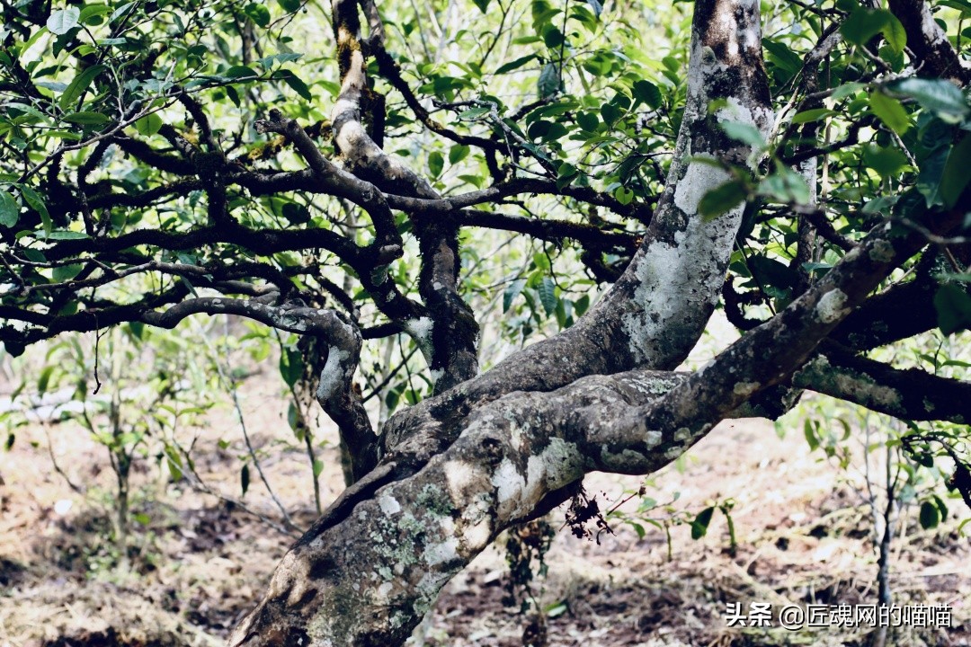 二次杀青的茶,为什么有的茶杀青很淡