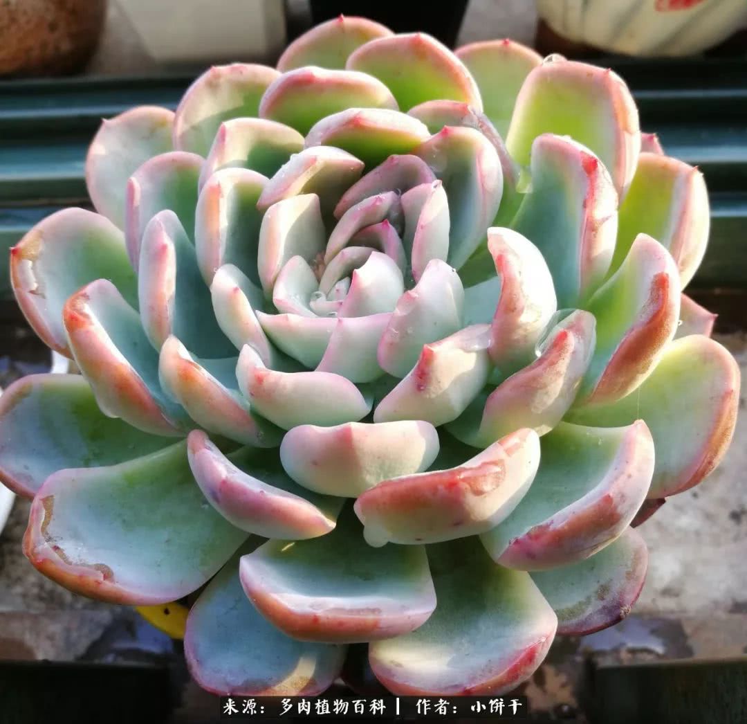 无肉不欢的肉瘾少女，日日沉迷于美色无法自拔！