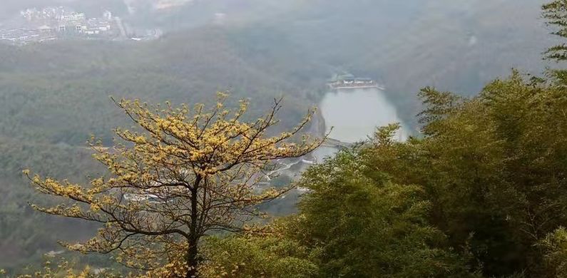 绵绵细雨江南雨,绵绵春雨雨中赏花