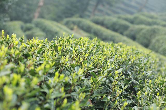 西湖龙井核心产区茶的特色,西湖龙井旧茶品质特征