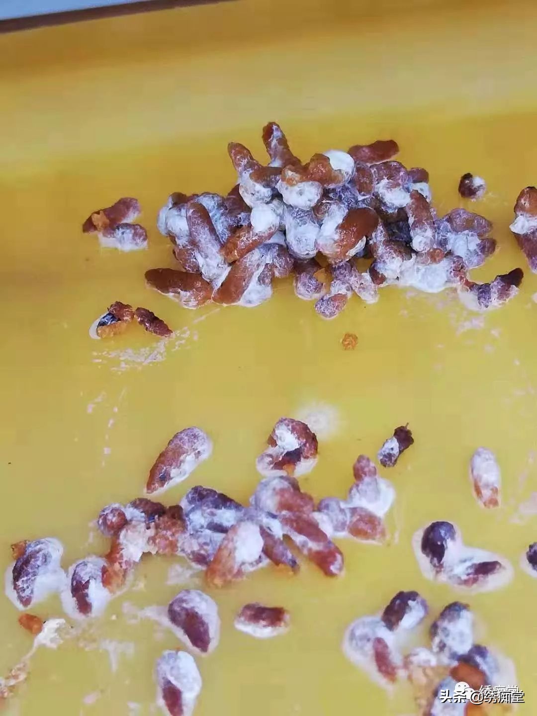 一品绣娘小说阅读,一品绣痴