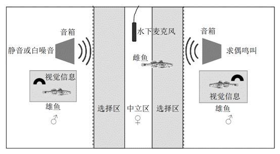 鱼会不会跳出来,鱼会叫吗
