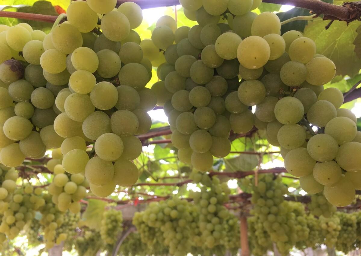 回农村创业种葡萄效益如何,农村小伙回家创业种葡萄