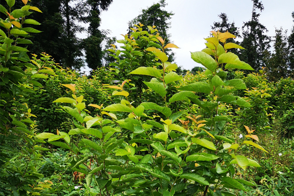 樱桃树缺铁怎么补救最好,樱桃树缺磷有什么症状