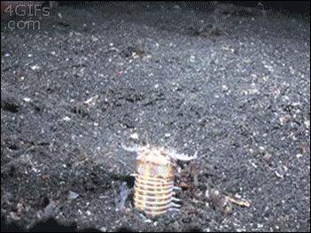 罕见的博比特虫和蛙鱼夜间狩猎,博比特虫把鱼撕成两半