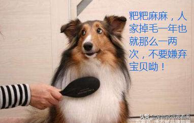 不掉毛的狗狗,狗狗掉毛季节是哪几月